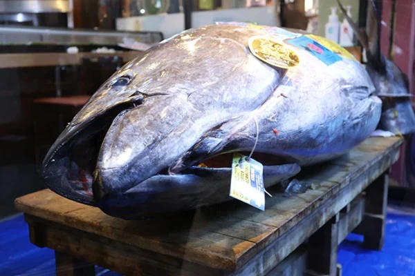 Recorde histórico no leilão de atum em Tóquio: 510 milhões de ienes por um Bluefin Tuna em 2026