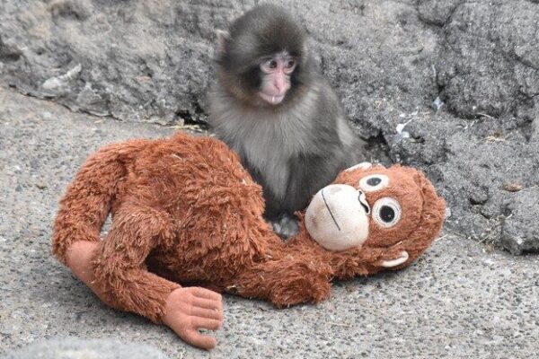 🐒 Caos no Zoológico: Fãs do “macaco viral” ultrapassam limites e acabam presos